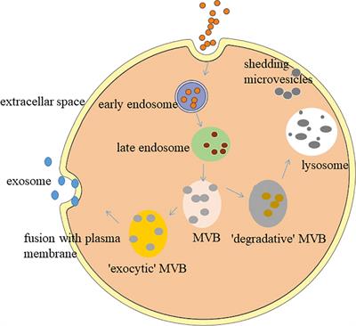 The Role of Mesenchymal Stromal Cells-Derived Small Extracellular Vesicles in Diabetes and Its Chronic Complications